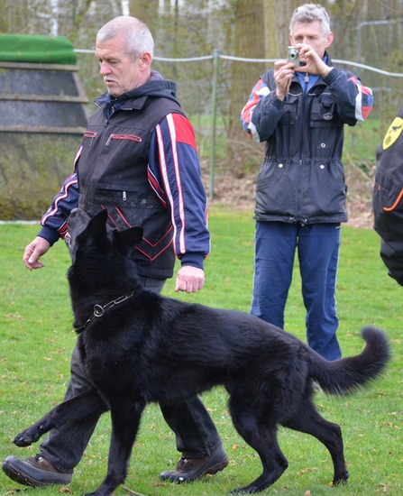 Camargurka von Schörner's Schmiede Begleithundprüfung
