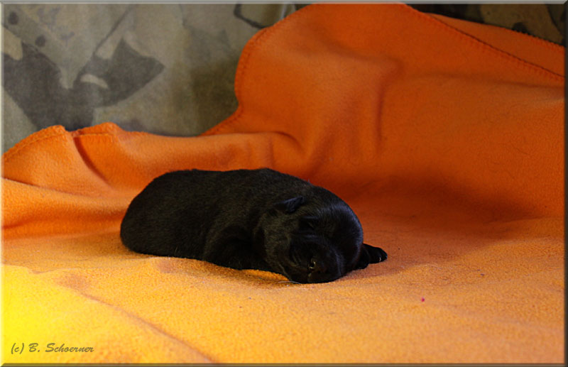 C-Wurf von Schörner's Schmiede