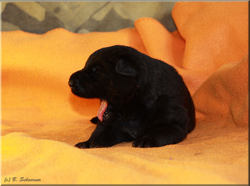 C-Wurf von Schörner's Schmiede