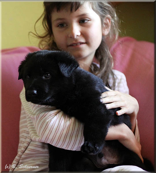 C-Wurf von Schörner's Schmiede