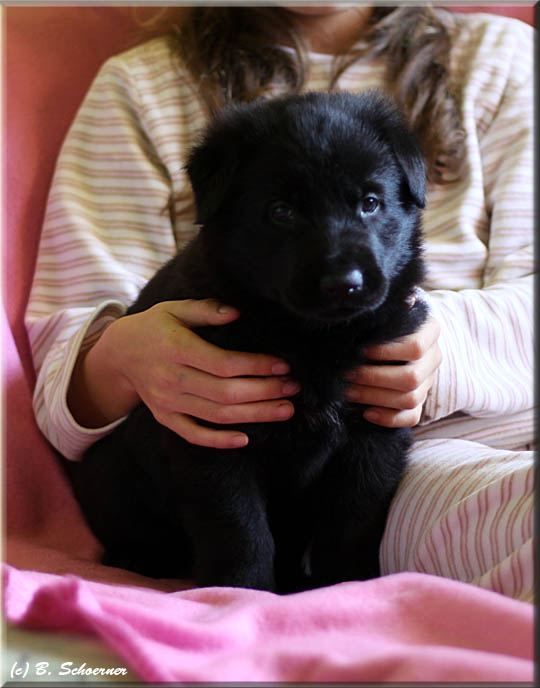 C-Wurf von Schörner's Schmiede