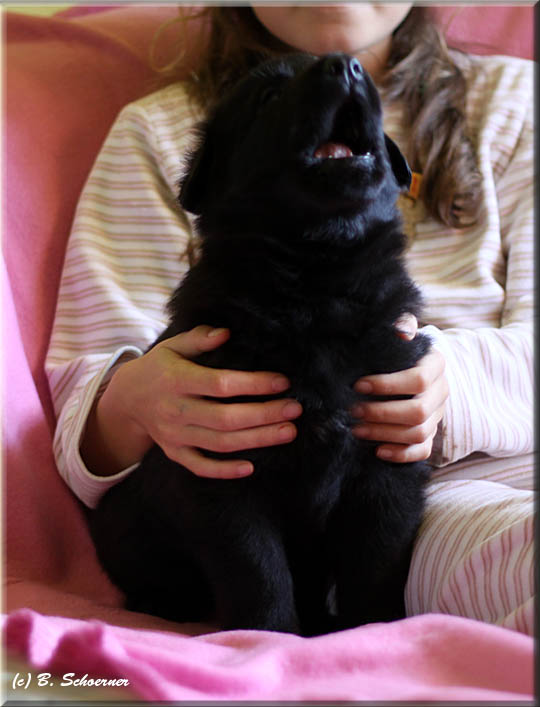 C-Wurf von Schörner's Schmiede