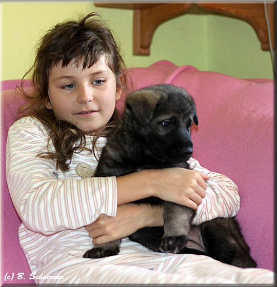 C-Wurf von Schörner's Schmiede