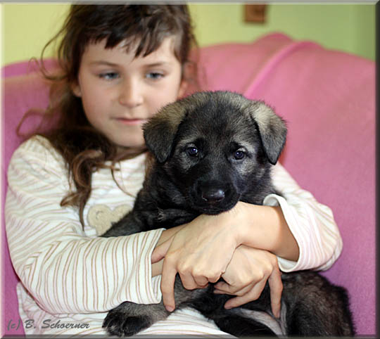 C-Wurf von Schörner's Schmiede