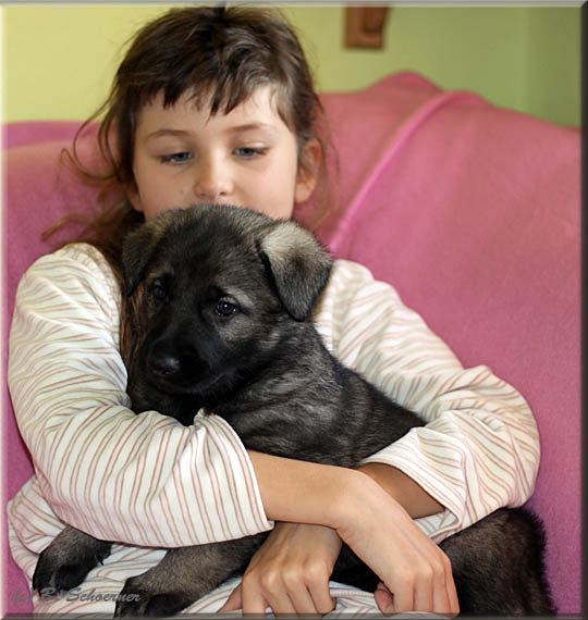 C-Wurf von Schörner's Schmiede