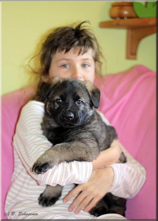 C-Wurf von Schörner's Schmiede