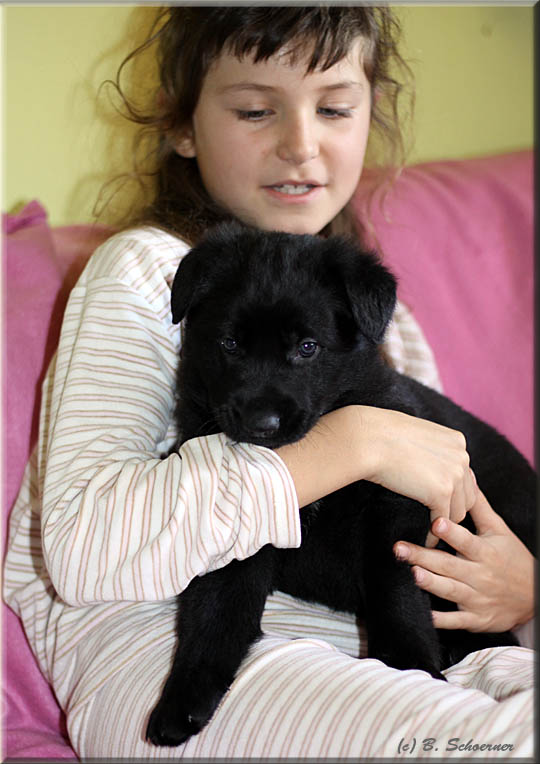 C-Wurf von Schörner's Schmiede