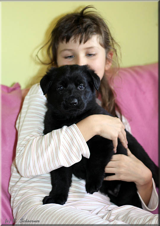 C-Wurf von Schörner's Schmiede