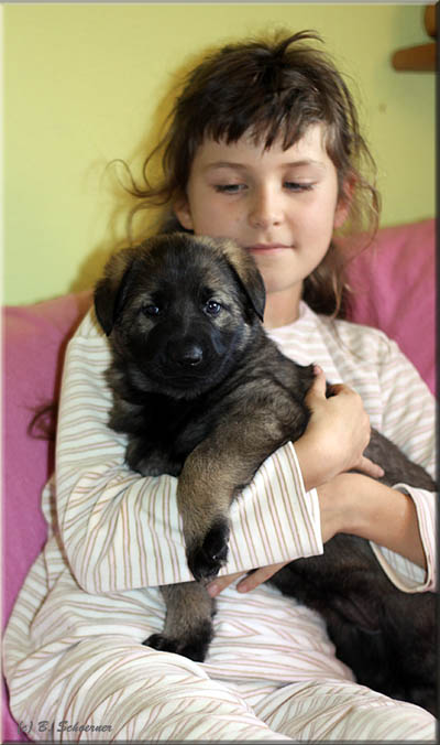 C-Wurf von Schörner's Schmiede