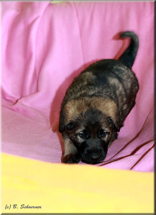 C-Wurf von Schörner's Schmiede