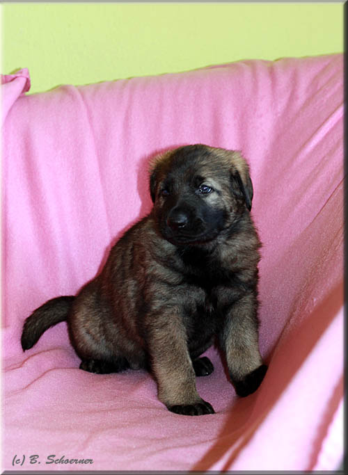 C-Wurf von Schörner's Schmiede