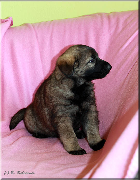 C-Wurf von Schörner's Schmiede