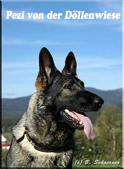 Pezi von der Döllenwiese