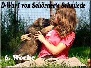 D-Wurf von Schörner's Schmiede