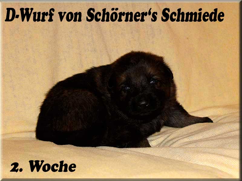 D-Wurf von Schörner's Schmiede