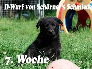 D-Wurf von Schörner's Schmiede