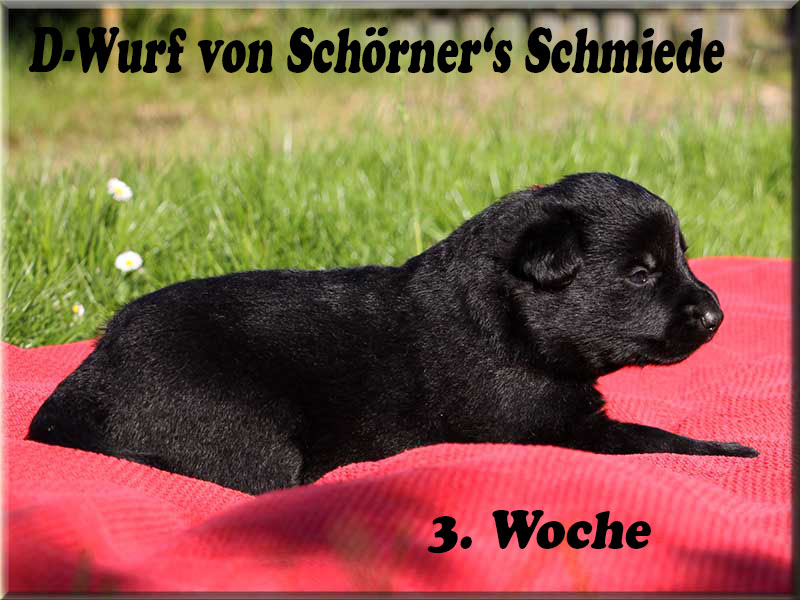 D-Wurf von Schörner's Schmiede