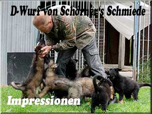 D-Wurf von Schörner's Schmiede