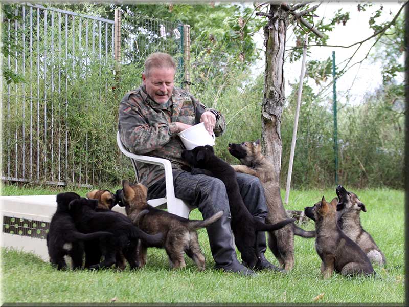 D-Wurf von Schörner's Schmiede