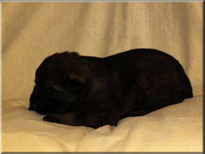 D-Wurf von Schörner's Schmiede