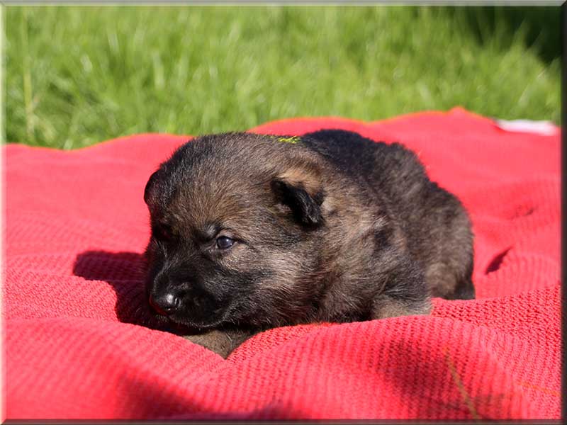 D-Wurf von Schörner's Schmiede