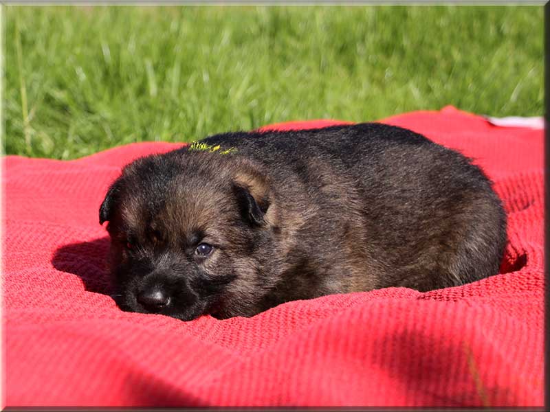 19.05.2014 Huendin gelb 003