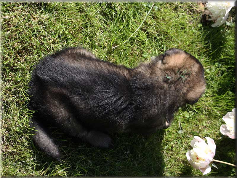 D-Wurf von Schörner's Schmiede