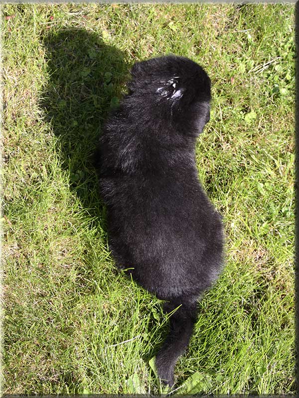 D-Wurf von Schörner's Schmiede