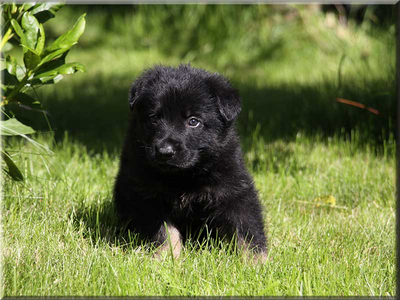 D-Wurf von Schörner's Schmiede