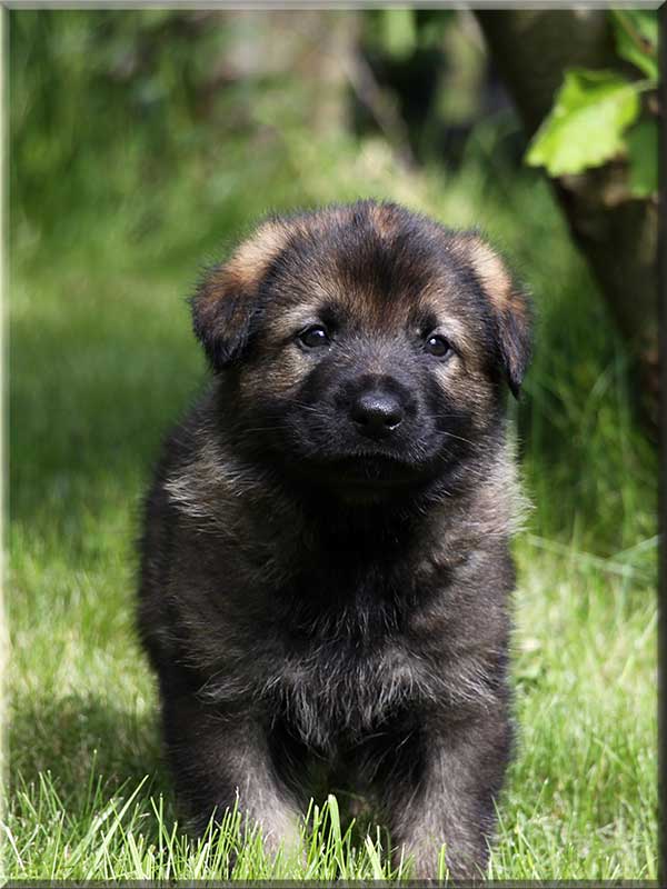 D-Wurf von Schörner's Schmiede