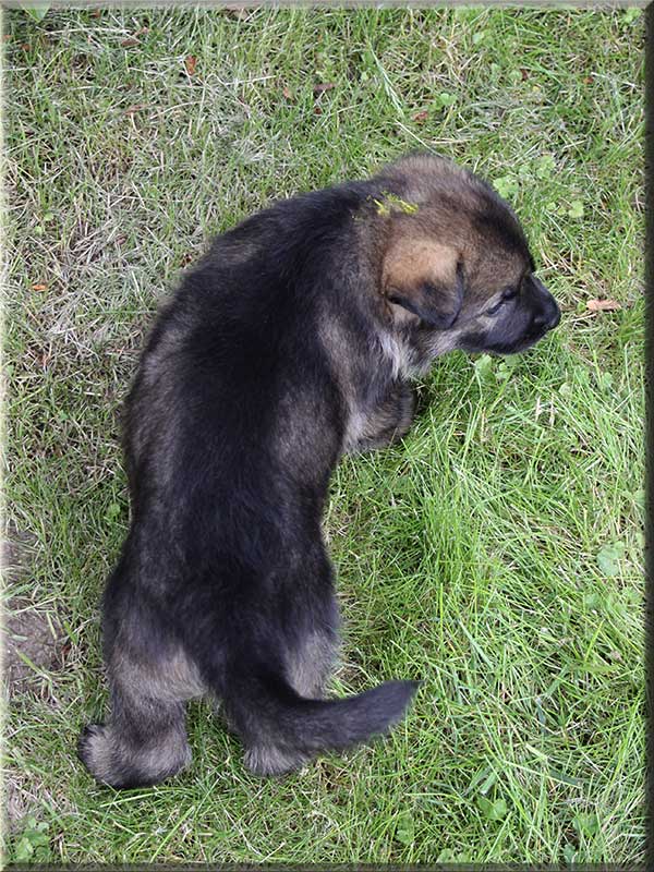 D-Wurf von Schörner's Schmiede