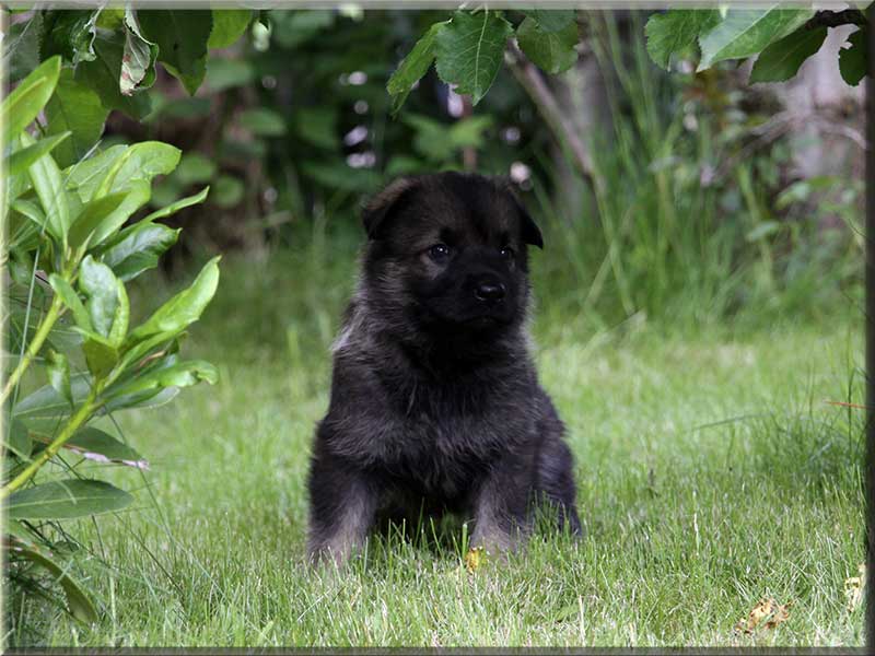 D-Wurf von Schörner's Schmiede