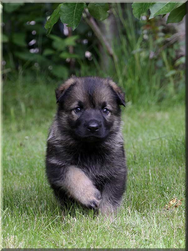 D-Wurf von Schörner's Schmiede