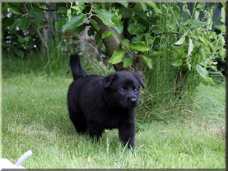 D-Wurf von Schörner's Schmiede