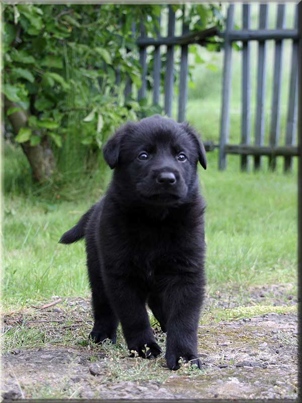 D-Wurf von Schörner's Schmiede