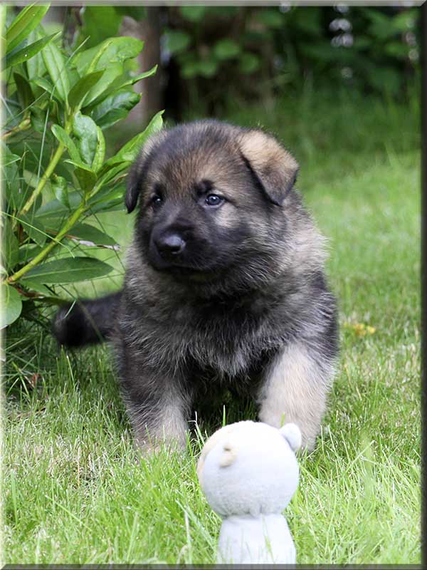 D-Wurf von Schörner's Schmiede