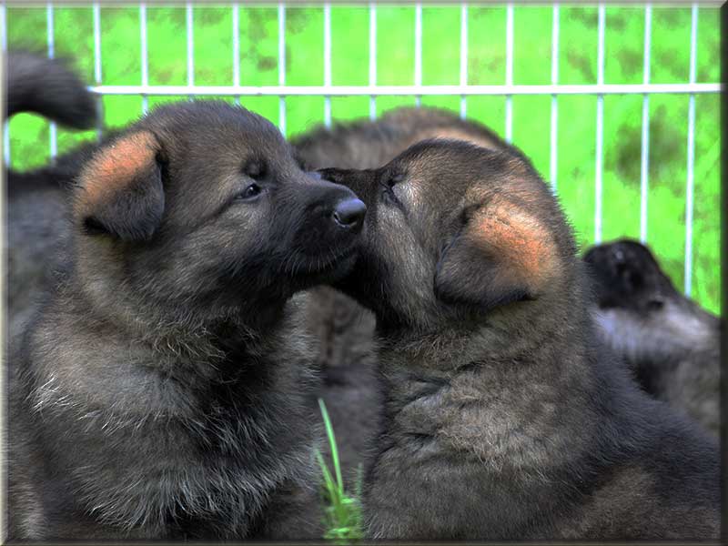 D-Wurf von Schörner's Schmiede