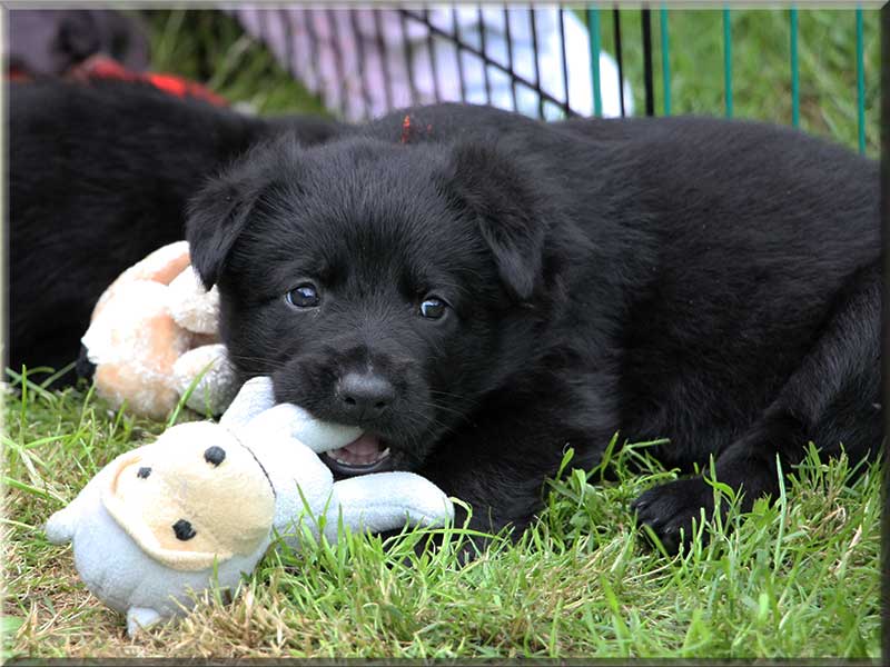 D-Wurf von Schörner's Schmiede