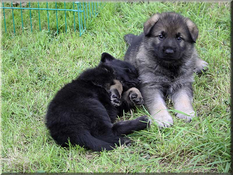 D-Wurf von Schörner's Schmiede