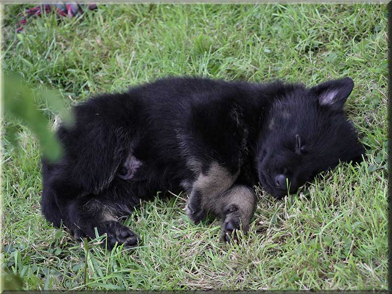 D-Wurf von Schörner's Schmiede