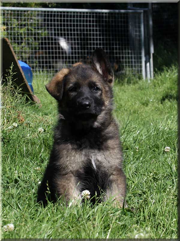 D-Wurf von Schörner's Schmiede