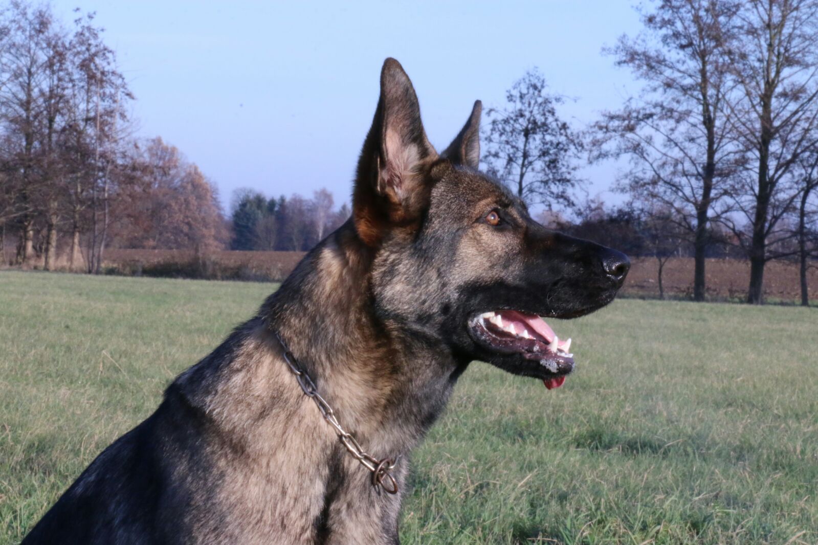 Enni von Schörner's Schmiede