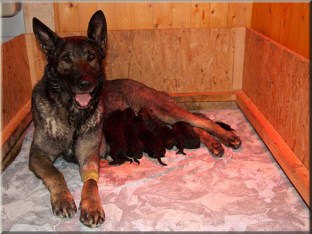 E-Wurf von Schörner's Schmiede