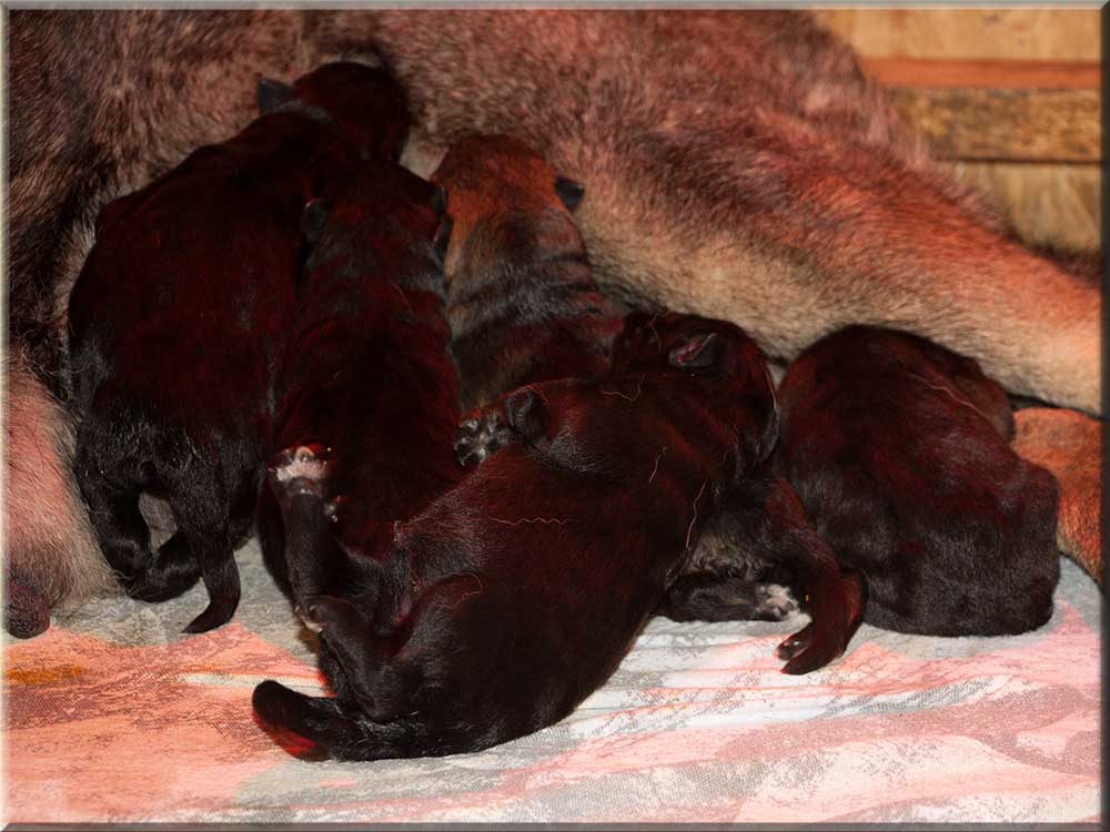 E-Wurf von Schörner's Schmiede