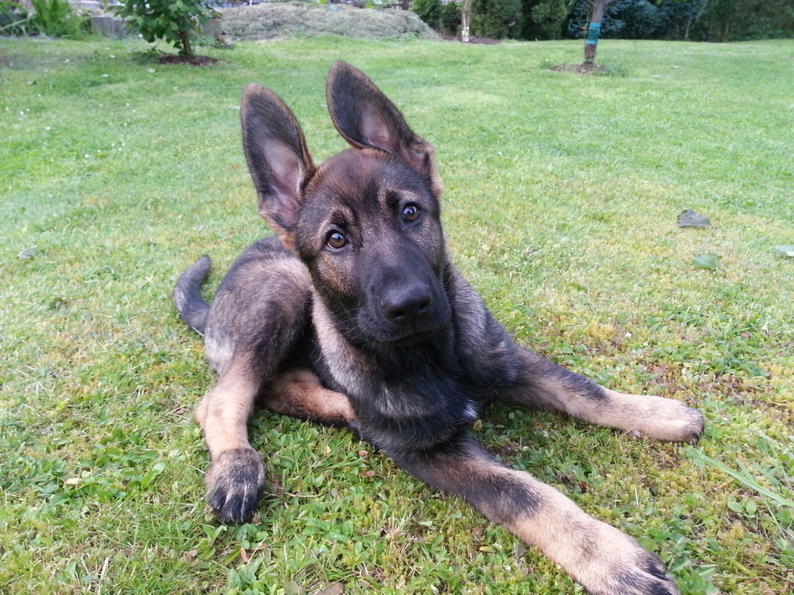 Enni von Schörner's Schmiede