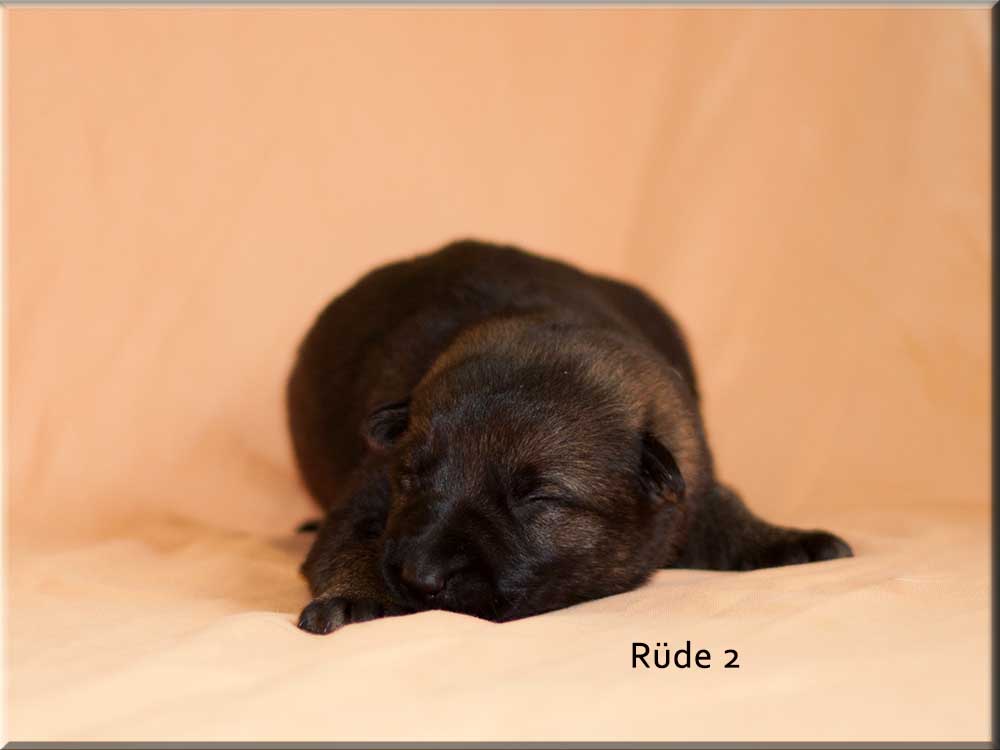 E-Wurf von Schörner's Schmiede