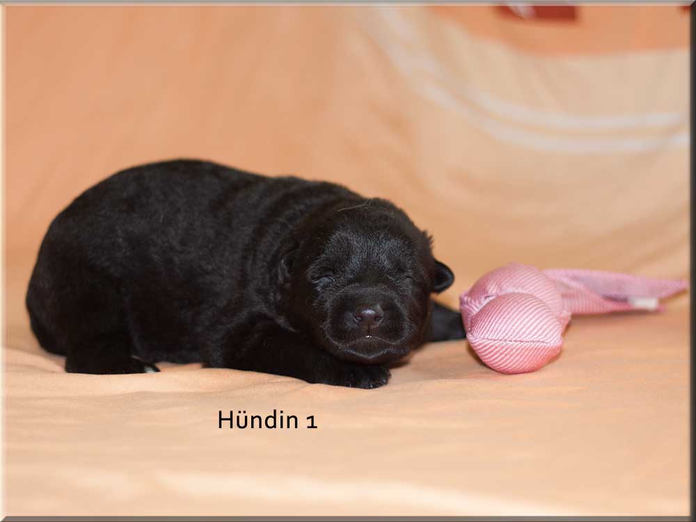 E-Wurf von Schörner's Schmiede