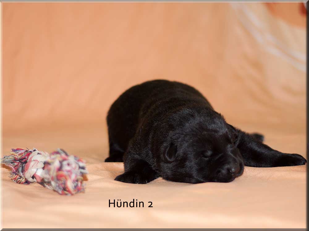 E-Wurf von Schörner's Schmiede