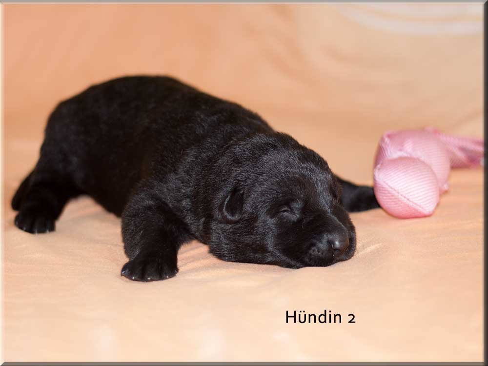 E-Wurf von Schörner's Schmiede