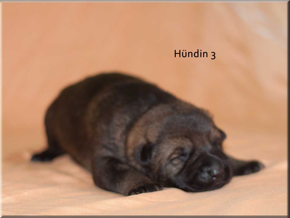 E-Wurf von Schörner's Schmiede